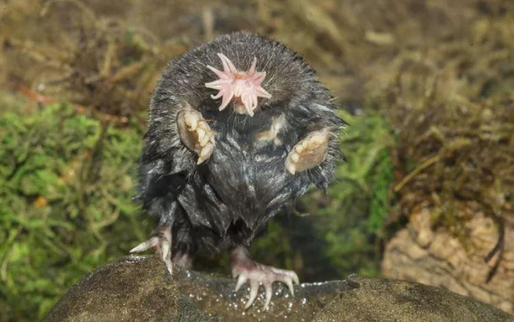 Chuột chũi mũi sao là loài có chiếc mũi nhạy cảm nhất trong thế giới động vật. Ảnh: Stan Tekiela/Getty Images.