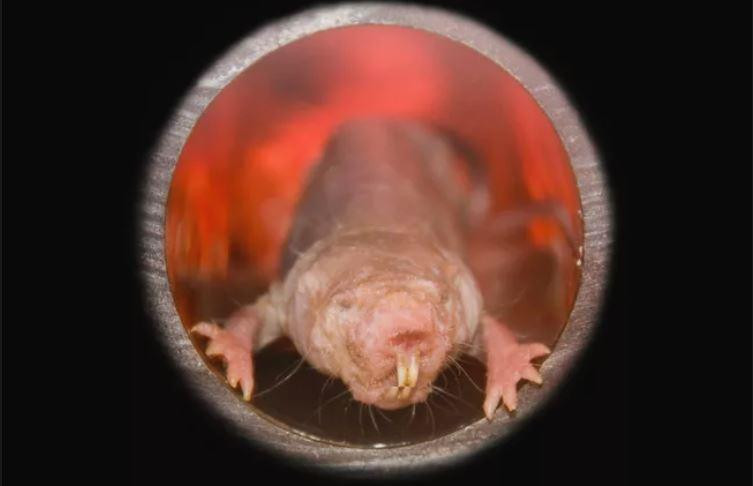 Chuột chũi trụi lông có thể sống gần 30 năm. Ảnh: belizar / Shutterstock.