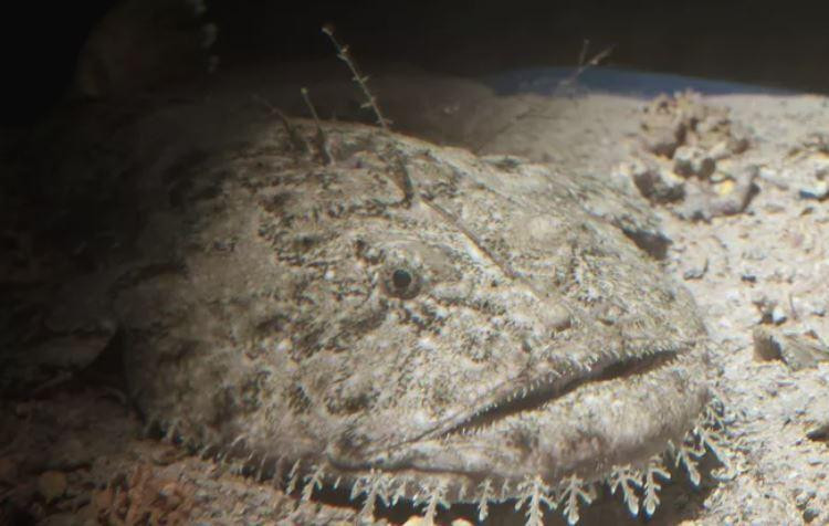 Cá monkfish xuất hiện trên thực đơn của các nhà hàng cao cấp. Ảnh: PEDRE/Getty Images.