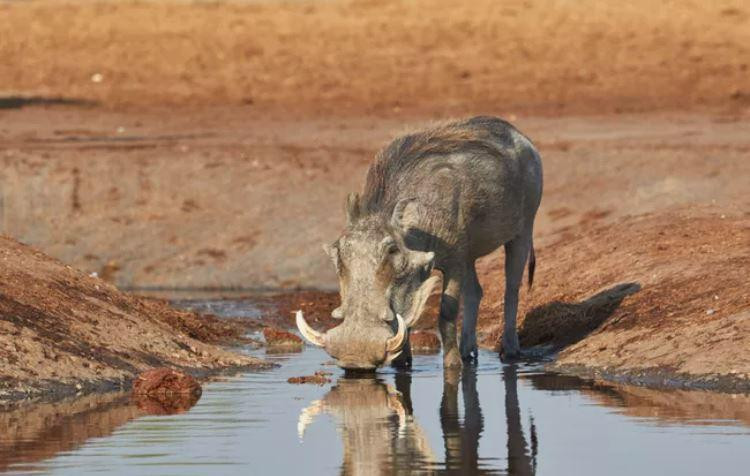 Lợn rừng châu Phi Warthogs sinh sống ở khu vực cận Sahara. Ảnh: Lennart Va Den Berg/EyeEm/Getty Images.