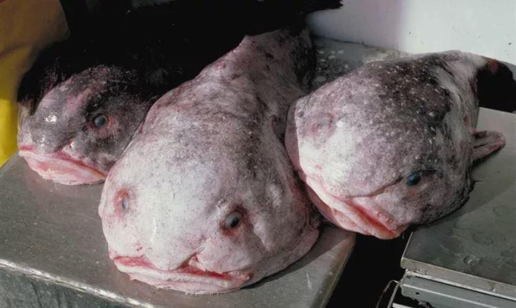 Cá giọt nước Blobfish sống sâu dưới đáy đại dương. Ảnh: NOAA / Wikimedia Commons/Public Domain.