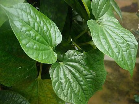 Nhung kham pha bat ngo ve cay trau khong - Anh 2