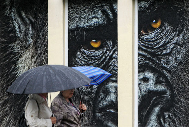 Những hình ảnh ấn tượng trong tuần ảnh 12 Two women shelter from the rain under umbrellas as the walk past a shop window featuring a giant picture of a gorilla in the northern German city of Hanover