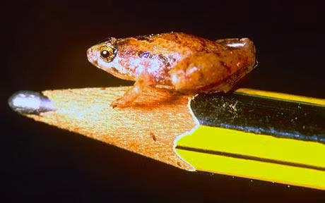 Phát hiện con ếch bé bằng hạt đậu