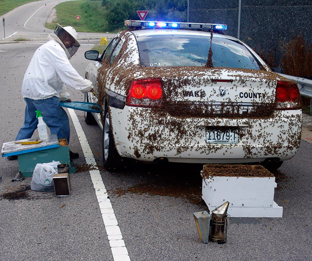 Những hình ảnh ấn tượng trong tuần ảnh 10 Charles Weatherly, past president of the N.C. Beekeepers’ Association, collects bees while Wake County Deputy Brandon Jenkins sits inside a police cruiser in Wake County, North Carolina