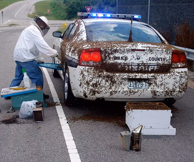 Charles Weatherly, past president of the N.C. Beekeepers’ Association, collects bees while Wake County Deputy Brandon Jenkins sits inside a police cruiser in Wake County, North Carolina