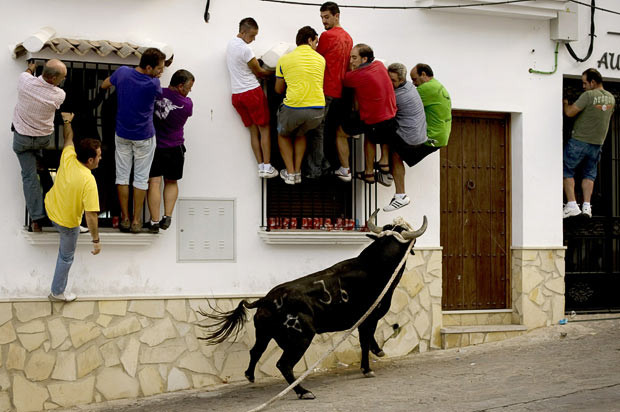 Những hình ảnh ấn tượng trong tuần ảnh 13 People try to avoid a bull during a festival in the streets of Villaluenga del Rosario, southern Spain