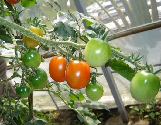 Hà Nội sẽ có Khu nông nghiệp ứng dụng công nghệ cao