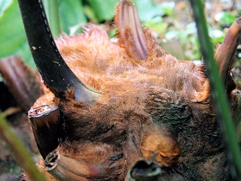 Cách cầm máu vết thương nhẹ