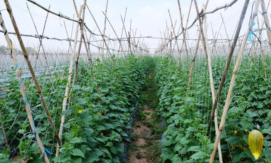 Nhờ canh tác theo phương pháp hiện đại, tuân thủ nghiêm ngặt các yêu cầu về chất lượng các yếu tố đầu vào cũng như quy trình chăm sóc, thu hoạch, đóng gói, bảo quản, phân phối nên sản phẩm của VinEco đáp ứng tối đa yêu cầu về an toàn vệ sinh thực phẩm cũng như hàm lượng dinh dưỡng Nhờ canh tác theo phương pháp hiện đại, tuân thủ nghiêm ngặt các yêu cầu về chất lượng các yếu tố đầu vào cũng như quy trình chăm sóc, thu hoạch, đóng gói, bảo quản, phân phối nên sản phẩm của VinEco đáp ứng tối đa yêu cầu về an toàn vệ sinh thực phẩm cũng như hàm lượng dinh dưỡng