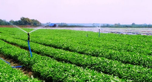 Rau an toàn của VinEco được sản xuất theo công nghệ cơ giới hóa và tự động hóa trên cánh đồng mẫu lớn của Nhật Bản trên các nông trường tại Tam Đảo (Vĩnh Phúc), Củ Chi (TP HCM) và Long Thành (Đồng Nai).