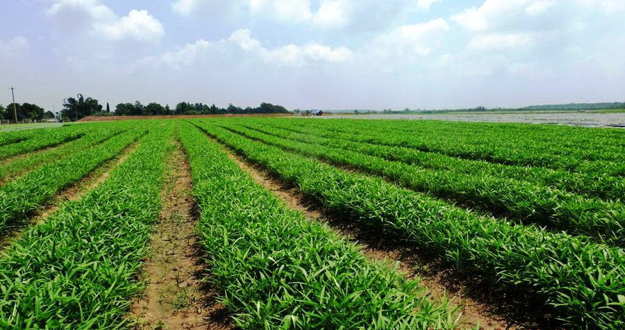 Dự kiến từ nay tới cuối năm 2015, VinEco sẽ cung ứng cho thị trường khoảng gần 4.000 tấn rau sạch đạt chuẩn VietGAP và GlobalGAP Dự kiến từ nay tới cuối năm 2015, VinEco sẽ cung ứng cho thị trường khoảng gần 4.000 tấn rau sạch đạt chuẩn VietGAP và GlobalGAP