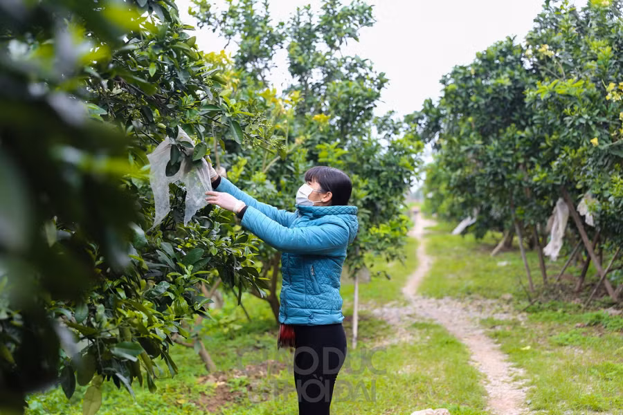 Hà Nội mùa hoa bưởi về trên phố ảnh 1