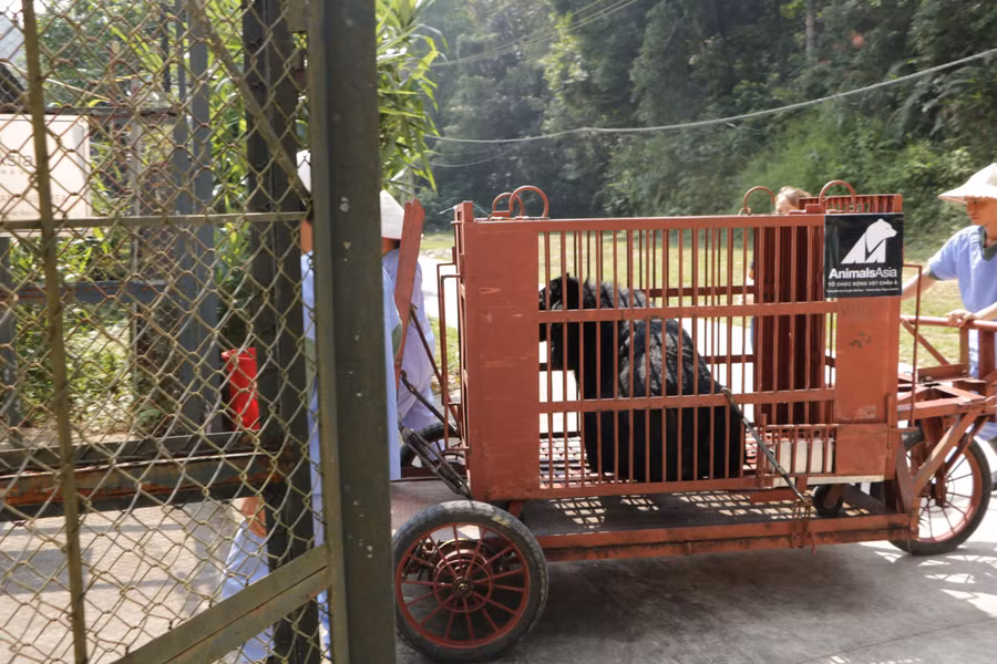 Gấu được đưa vào khu cách ly và sẽ ở đây trong 45 ngày theo quy định.