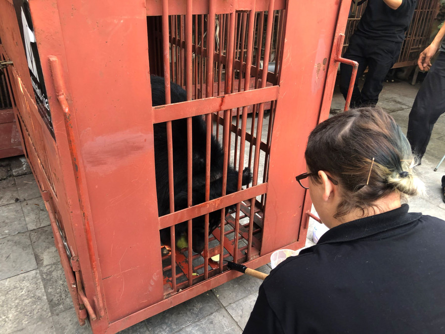 Gấu phản ứng tốt và có vẻ rất thích sữa đặc có đường.