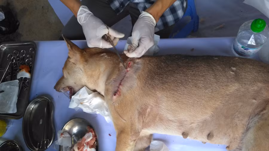 Bác sỹ thú y khâu các vết thương hở cho chó. Bác sỹ thú y khâu các vết thương hở cho chó.