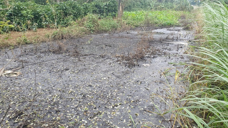 Hồ xử lí nước thải của nhà máy đậm đặc màu đen, bốc mùi. Hồ xử lí nước thải của nhà máy đậm đặc màu đen, bốc mùi.