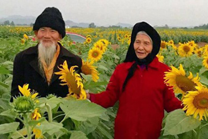 Ngưỡng mộ ảnh cụ ông nắm tay cụ bà giữa cánh đồng hướng dương