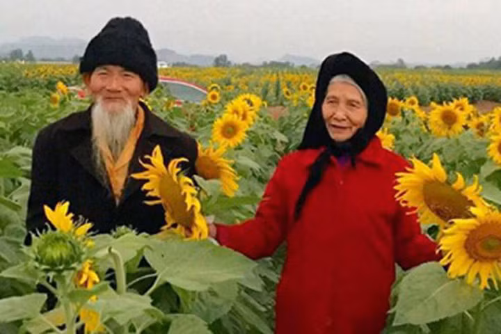 Ngưỡng mộ ảnh cụ ông nắm tay cụ bà giữa cánh đồng hướng dương