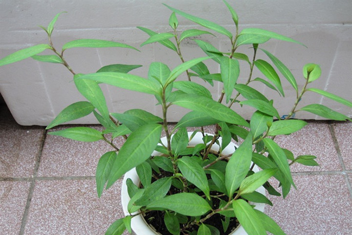 3 loại rau thơm có giá trị dược liệu