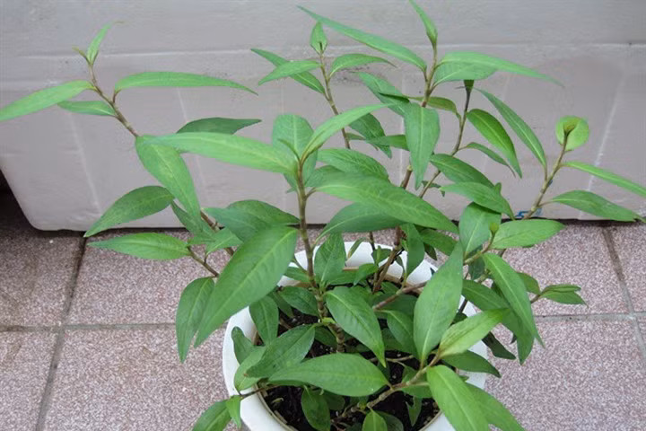 3 loại rau thơm có giá trị dược liệu