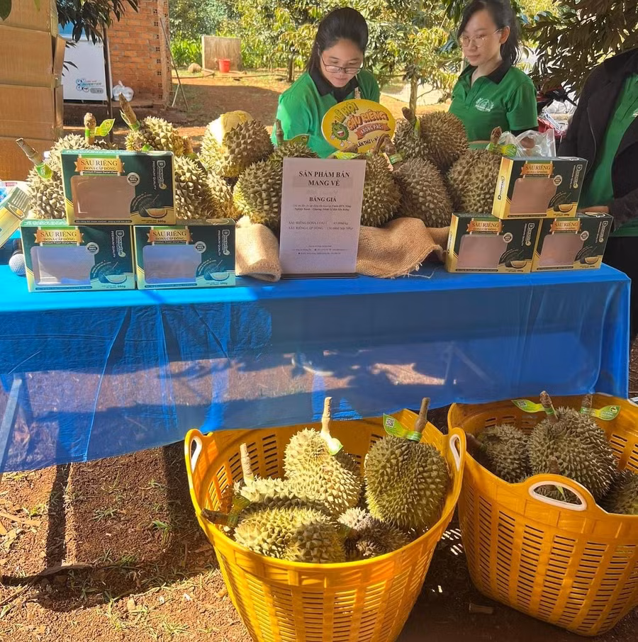 Sầu riêng mang lại hiệu quả kinh tế cao cho người dân Krông Pắc. Sầu riêng mang lại hiệu quả kinh tế cao cho người dân Krông Pắc.