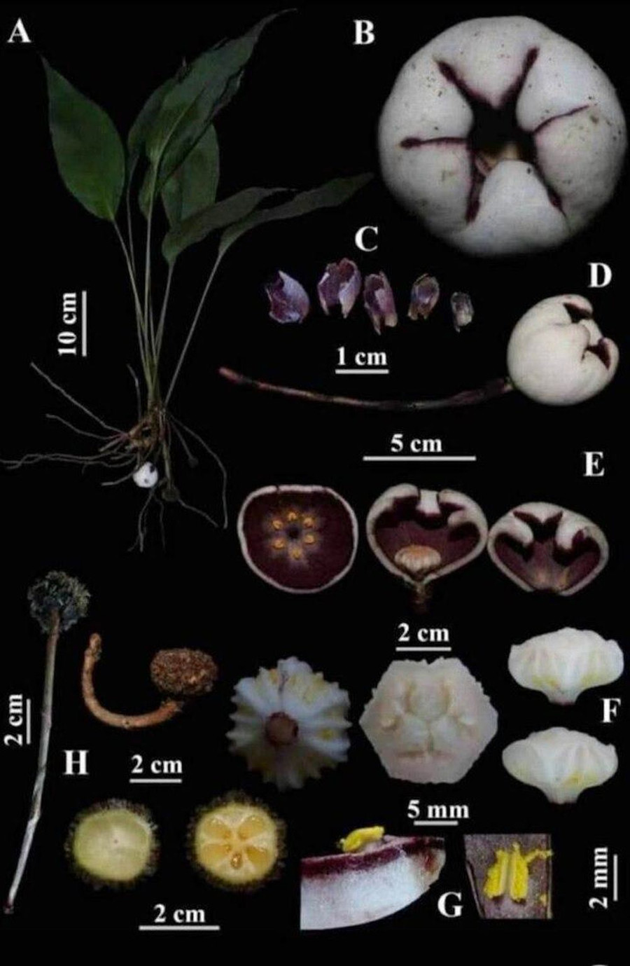 Hình chụp cận cảnh các phía của Tỏi đá Phong Điền - loài tỏi rừng mới phát hiện của thế giới. (Ảnh: Kiểm lâm Thừa Thiên - Huế cung cấp). Hình chụp cận cảnh các phía của Tỏi đá Phong Điền - loài tỏi rừng mới phát hiện của thế giới. (Ảnh: Kiểm lâm Thừa Thiên - Huế cung cấp).