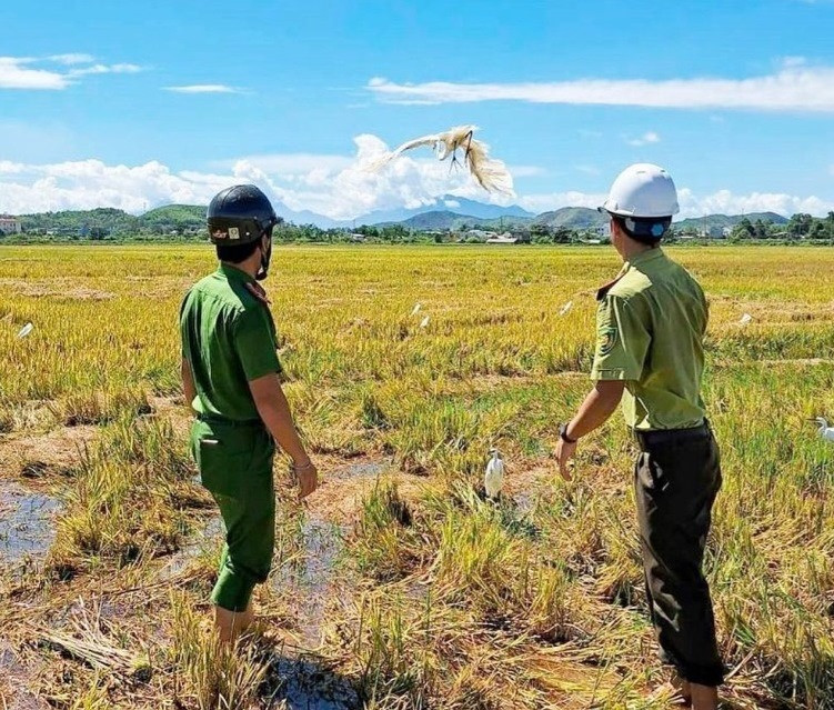 Nhiều chim trời đã được thả về tự nhiên sau khi cơ quan chức năng đi tháo dỡ hàng trăm bẫy chim(Ảnh: Kiểm lâm tỉnh Thừa Thiên - Huế). Nhiều chim trời đã được thả về tự nhiên sau khi cơ quan chức năng đi tháo dỡ hàng trăm bẫy chim(Ảnh: Kiểm lâm tỉnh Thừa Thiên - Huế).