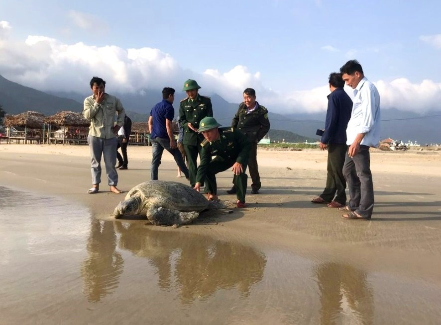 Thả cá thể Vích về biển thành công. (Ảnh: Bộ đội Biên phòng tỉnh Thừa Thiên - Huế).