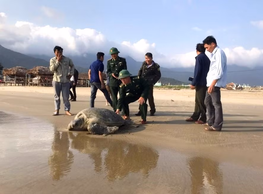 Thả cá thể Vích về biển thành công. (Ảnh: Bộ đội Biên phòng tỉnh Thừa Thiên - Huế).