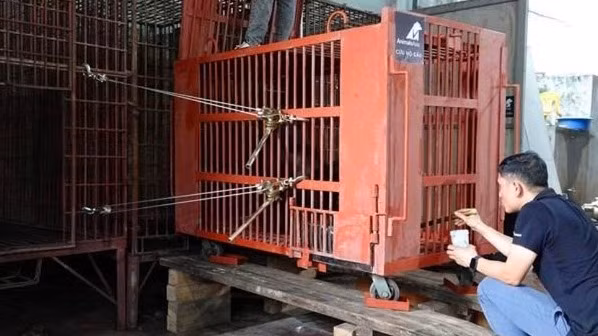 Hai cá thể gấu được nhân viên chăm sóc, kiểm tra sức khỏe và tiếp nước, lá chuối và thức ăn trong suốt quá trình di chuyển.