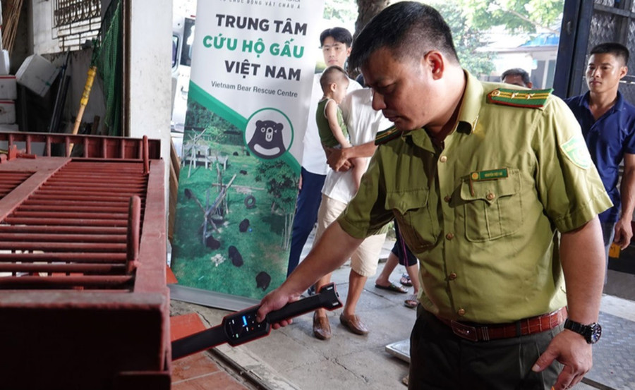 Chi cục Kiểm lâm Hà Nội kiểm tra chip đăng ký của gấu trước khi đi (Ảnh: Tổ chức Động vật châu Á cung cấp).