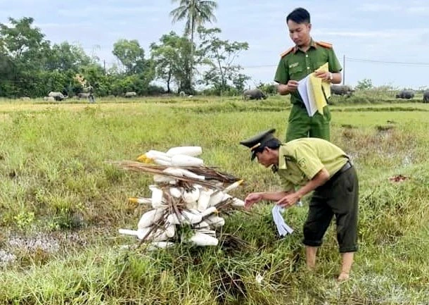 Kiểm lâm cùng công an kiểm tra lại các bẫy chim trời vừa thu gom trước khi tiêu hủy (Ảnh: Kiểm lâm tỉnh Thừa Thiên - Huế cung cấp).