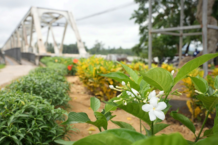 Du khách đi tàu qua trung tâm TP Huế sẽ có dịp được ngắm nhìn các loài hoa đẹp vừa trồng bên cạnh đường sắt ở khu vực từ cầu An Hòa đến cầu Dã Viên. (Ảnh: Ngọc Minh) Du khách đi tàu qua trung tâm TP Huế sẽ có dịp được ngắm nhìn các loài hoa đẹp vừa trồng bên cạnh đường sắt ở khu vực từ cầu An Hòa đến cầu Dã Viên. (Ảnh: Ngọc Minh)
