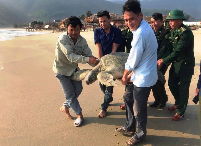 Cá thể Vích rất nặng khiến phải có nhiều người nâng.