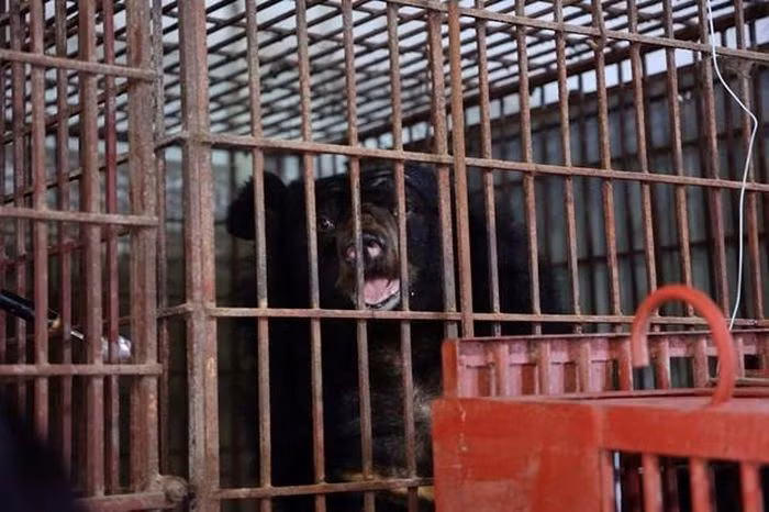 Một trong hai cá thể gấu được cứu hộ đang trên đường đưa về Trung tâm cứu hộ Gấu Việt Nam II.