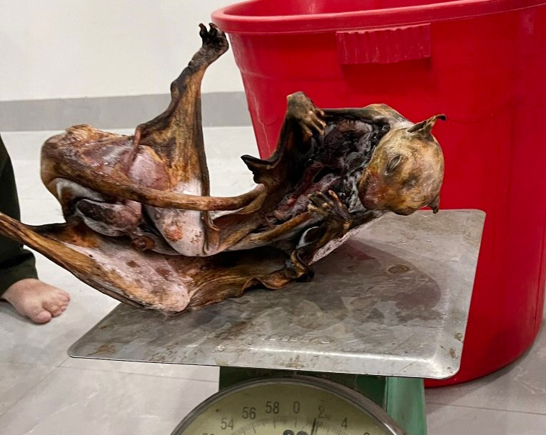 Cá thể chồn (Ảnh: Công an tỉnh Thừa Thiên - Huế).