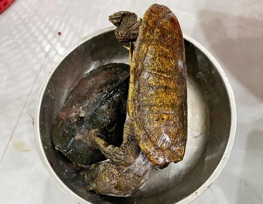 Các cá thể rùa.