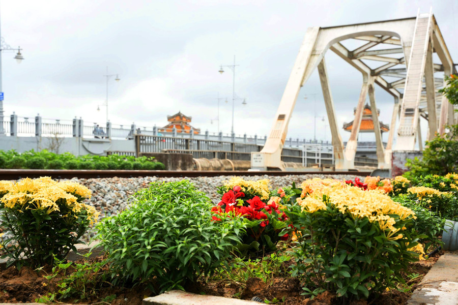 Nhiều cây hoa đẹp được trồng cạnh đường sắt dưới chân cầu Dã Viên, TP Huế. Nhiều cây hoa đẹp được trồng cạnh đường sắt dưới chân cầu Dã Viên, TP Huế.
