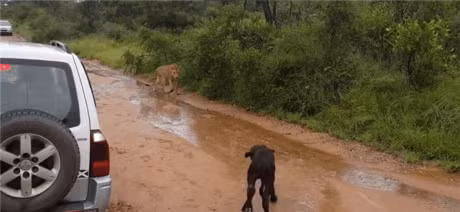 Loat anh chung to: co me thi cai quai gi tren doi nay cung xong! - Anh 14