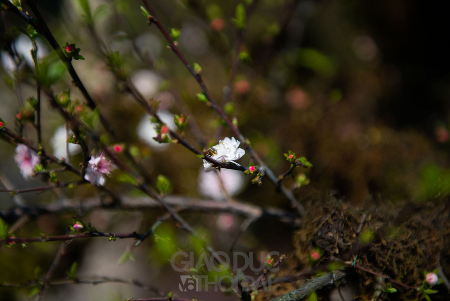 Chủ của cây mai này cho biết đây là tác phẩm tâm huyết nhất và lớn nhất từ trước đến giờ anh từng thực hiện. “Những năm trước, tôi đã làm nhiều tác phẩm kiểu này nhưng lớn nhất thì cũng chỉ đến 50 triệu đồng. Xét về trị giá thì đây là cây nhất chi mai lớn nhất mà tôi từng làm”.