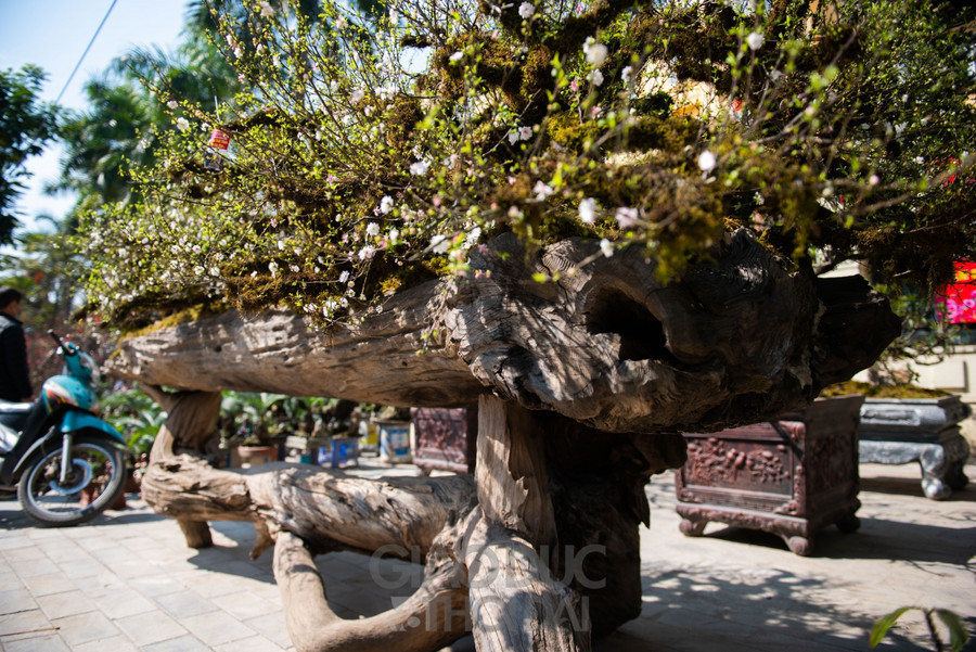 9 cây nhất chi mai có thế uốn lượn như những con rồng được trồng trên thân gỗ lim dài khoảng 4,5m.