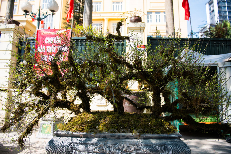 Bên cạnh đó, tại đây cũng có bán những cây nhất chi mai có giá khoảng vài chục triệu đồng.