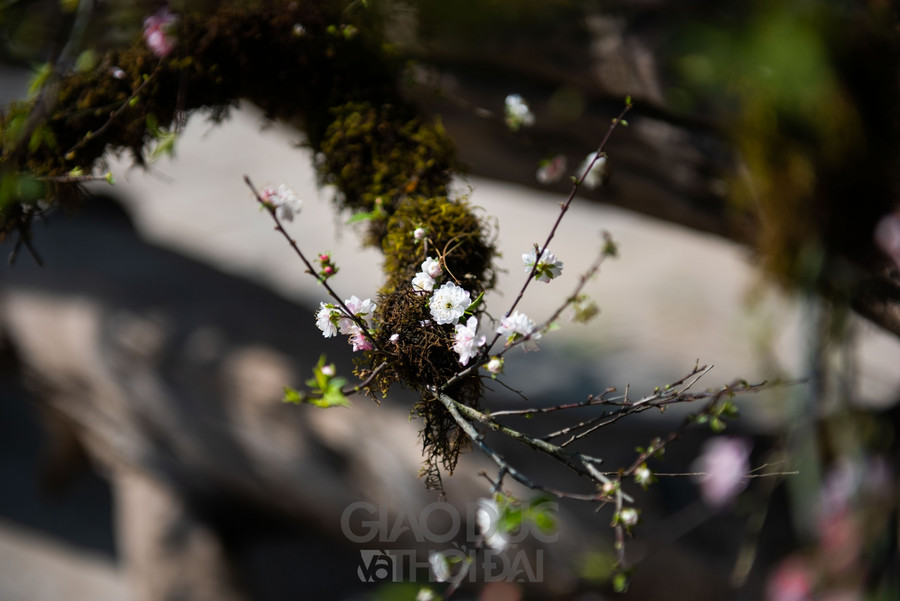 Trước đó, mai được trồng và chăm sóc ở Sa Pa, nơi có khí hậu lạnh và thổ nhưỡng đặc biệt, giúp cây dễ phát triển.