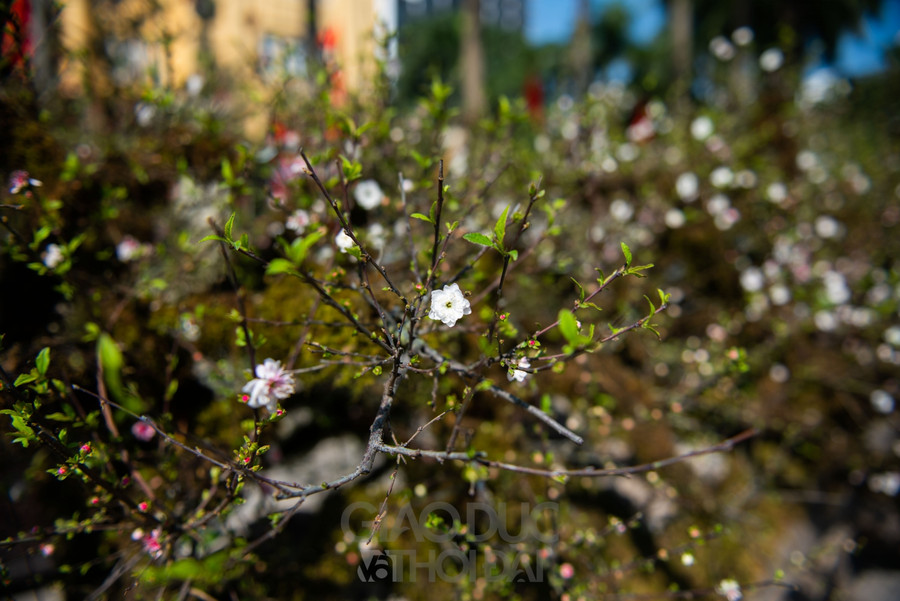 Nhất chi mai trồng trên thân gỗ giá gần 300 triệu đồng ở Hà Nội ảnh 11