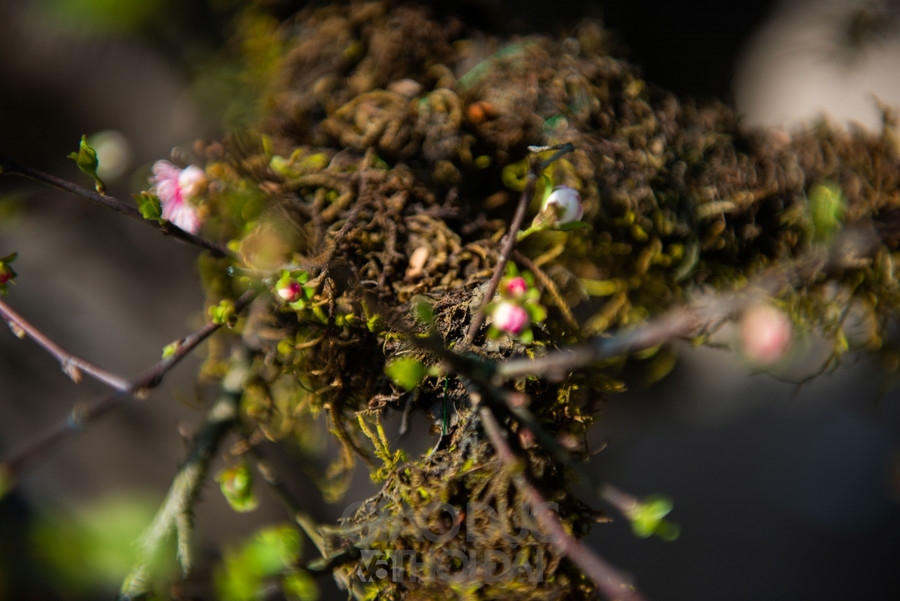 Nhất chi mai trồng trên thân gỗ giá gần 300 triệu đồng ở Hà Nội ảnh 6