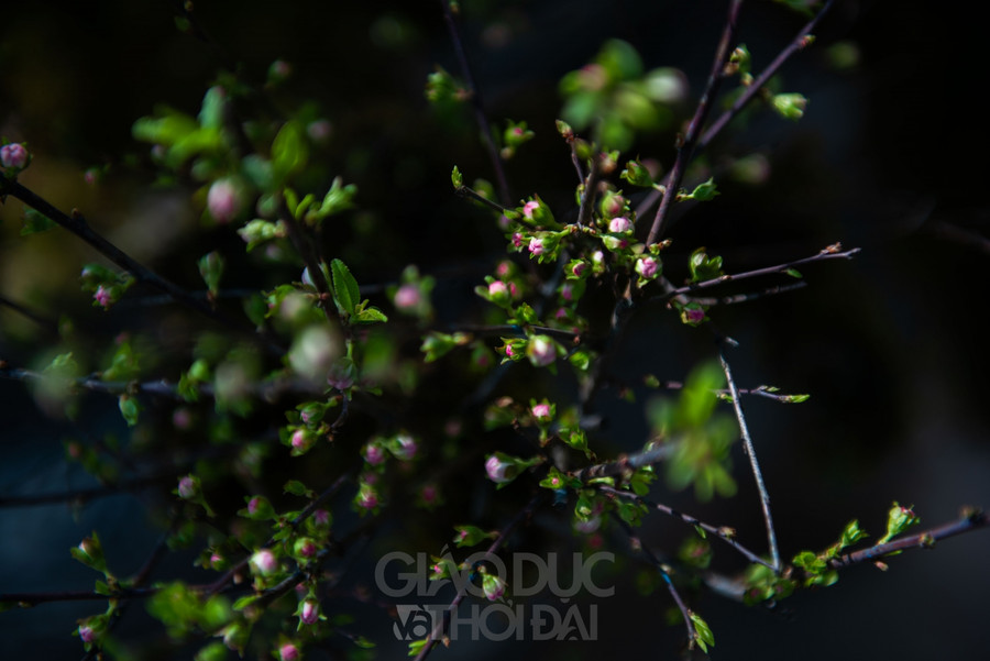 Nhất chi mai trồng trên thân gỗ giá gần 300 triệu đồng ở Hà Nội ảnh 16