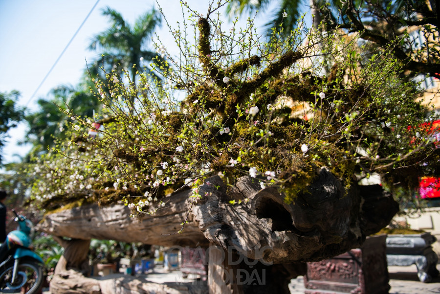 Nhất chi mai trồng trên thân gỗ giá gần 300 triệu đồng ở Hà Nội ảnh 7