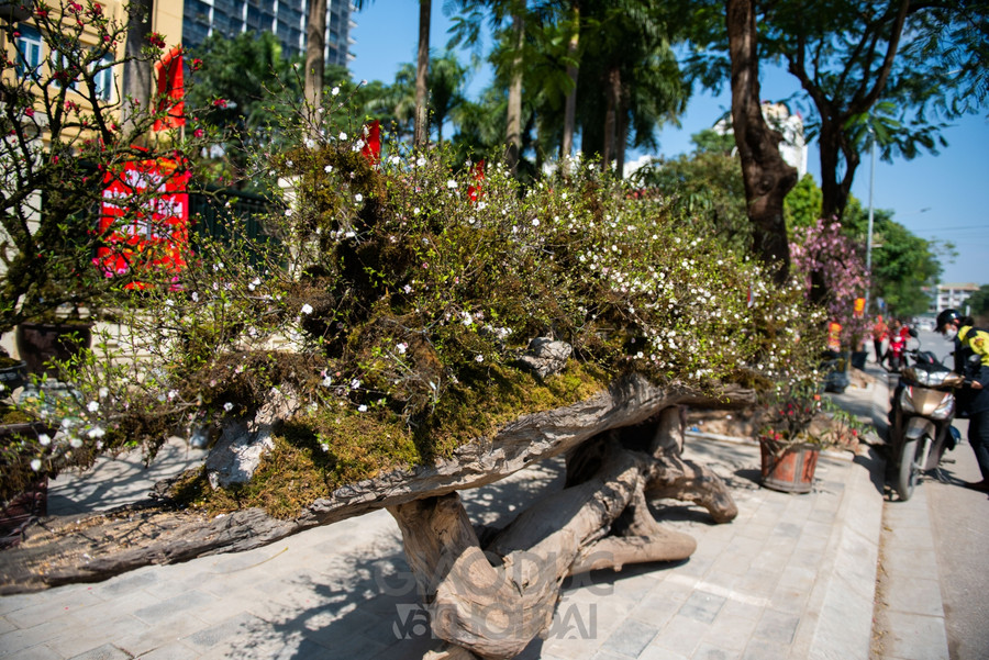 Tác phẩm được chủ vườn gọi bằng cái tên “Nhất chi mai - quần long quy tụ” có giá gần 300 triệu đồng được bày bán tại đường Lạc Long 0Quân.