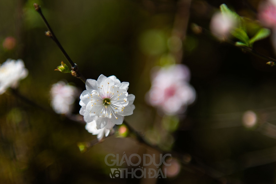 Nhất chi mai trồng trên thân gỗ giá gần 300 triệu đồng ở Hà Nội ảnh 15